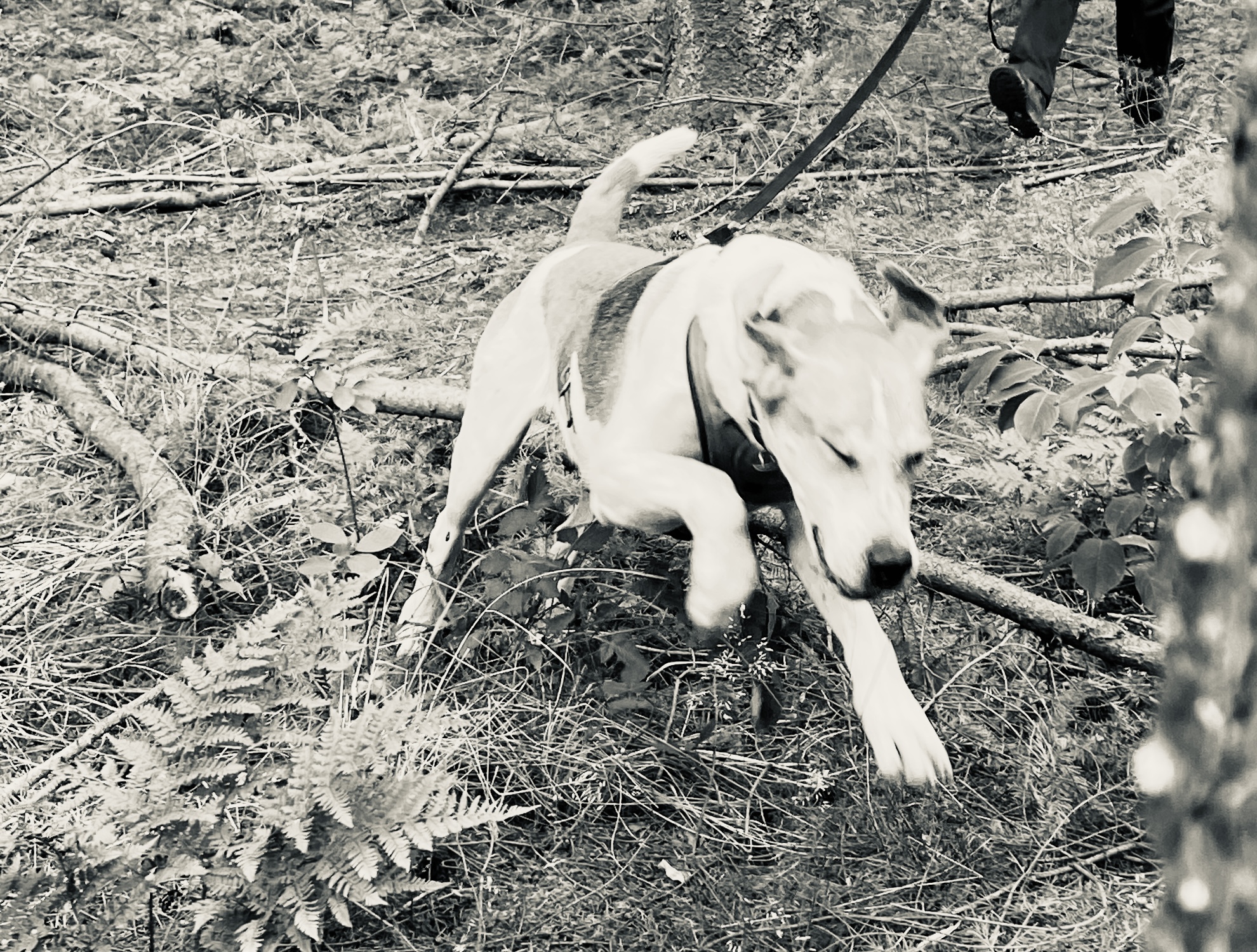Foxhound Caspar auf dem Trail