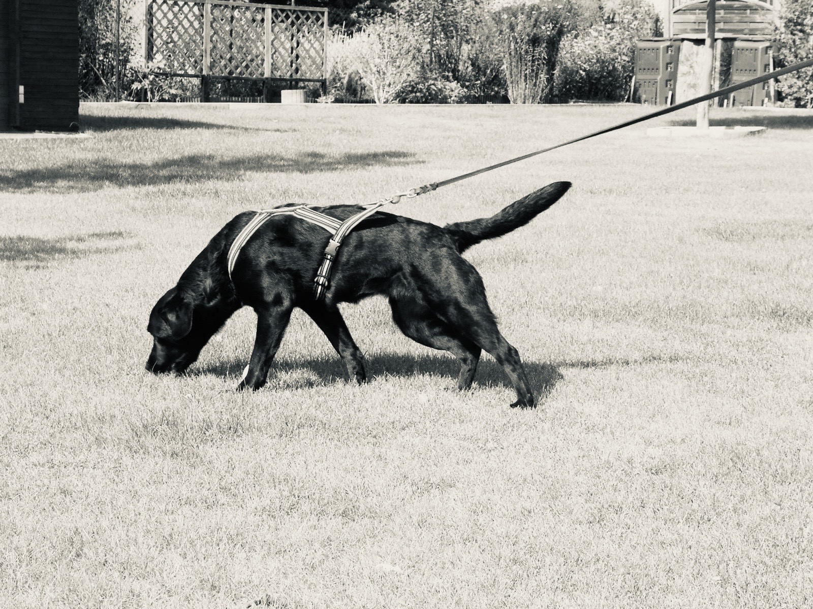 Labrador Hündin Felony