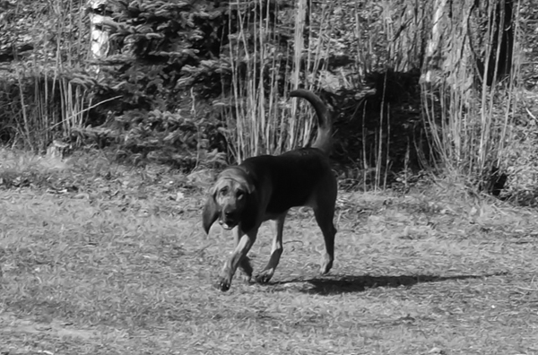 Bloodhound Hündin Sunny