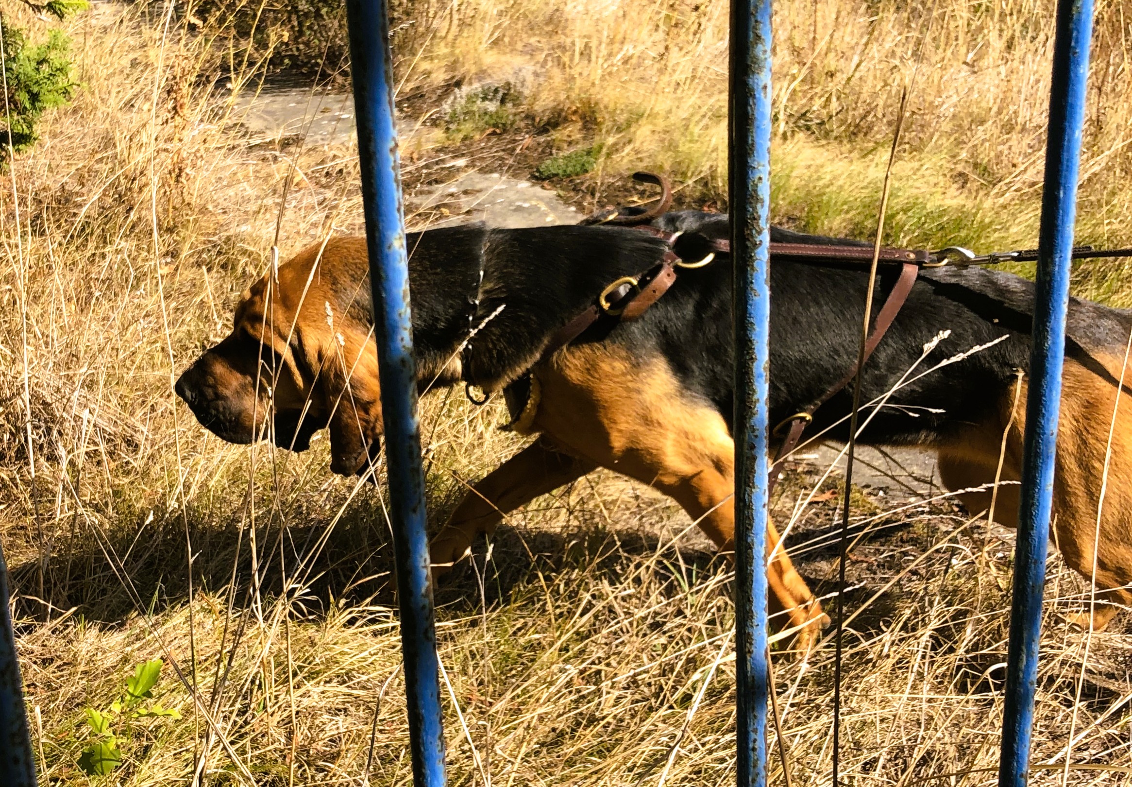 Bloodhound in der Arbeit