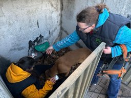 Chewie findet ihr verstecktes Opfer 