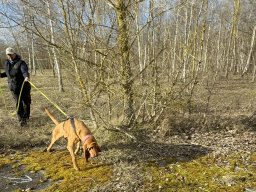 Tyra - mit Hundeführer Bernd auf dem Trail