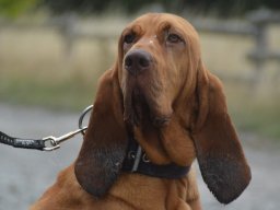 Bloodhound