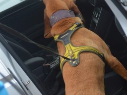 Chewbacca - Auto als Geruchsartikel