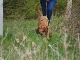 Chewbacca - Bei der Ausarbeitung des Trails