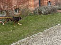 Seminar 2026 - Rentner Bo auf seinem Trail