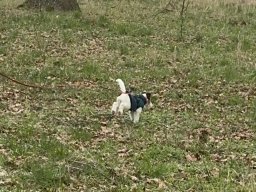 Seminar 2026 - Hummel auf ihrem Trail