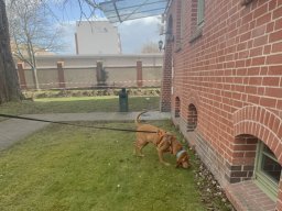 Seminar 2026 - Chewbacca in der Ausarbeitung