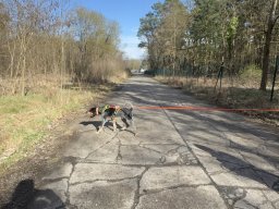 Seminar 2026 - Ginger in der Ausarbeitung