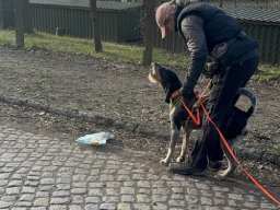 Seminar 2026  - Ginger verkündet den Start mit Geläut