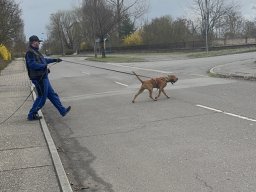 Seminar 2026 - Patrick und Chewbacca bei einer Straßenüberquerung