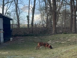 Seminar 2026 - Ruffy auf seinem Trail