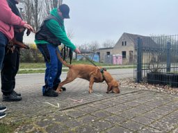 Seminar 2026 - Patrick führt Chewbacca zum Start